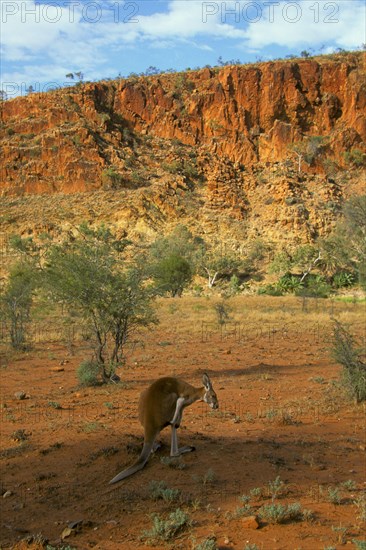 Red kangaroo