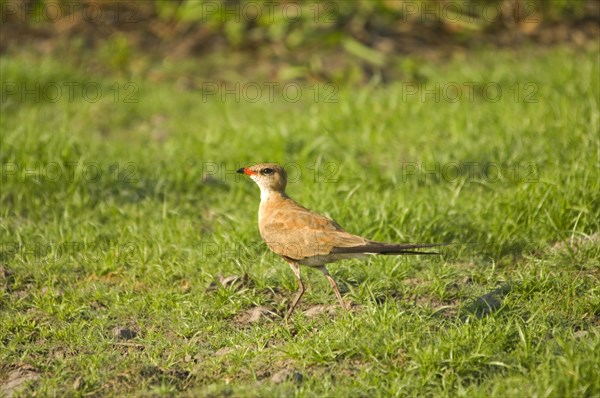 Australian Pratincole