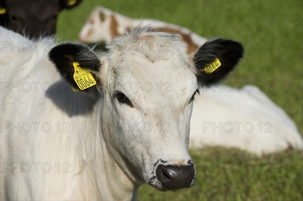 Domestic cattle