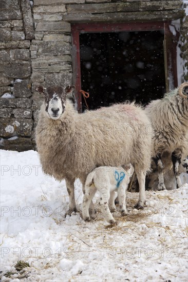 Domestic Sheep