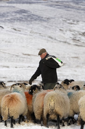 Sheep farming