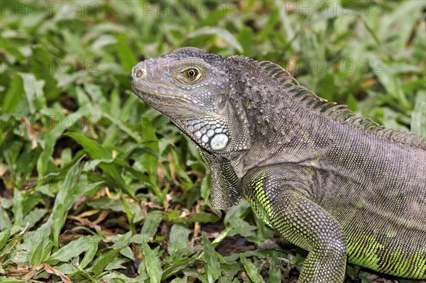 Green iguana