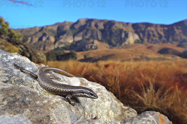 Striped skink