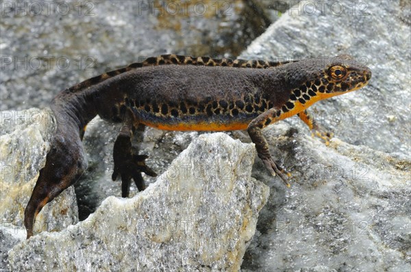 Alpine newt