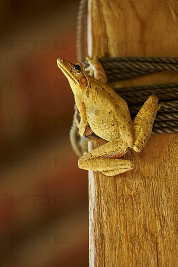 Asian brown golden tree frog