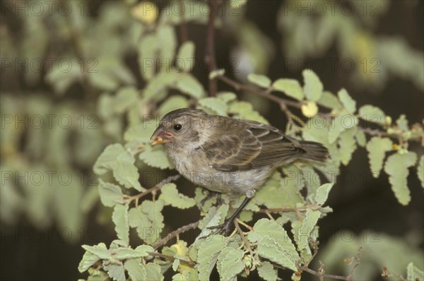 Small Tree Finch