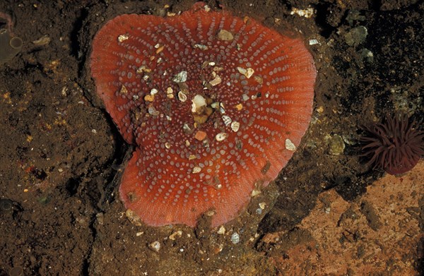 Dahlia dahlia anemone