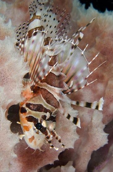 Adult zebra turkeyfish