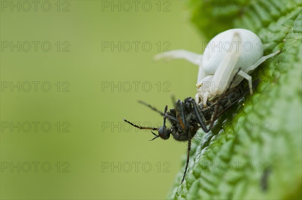 Goldenrod Crab Spider