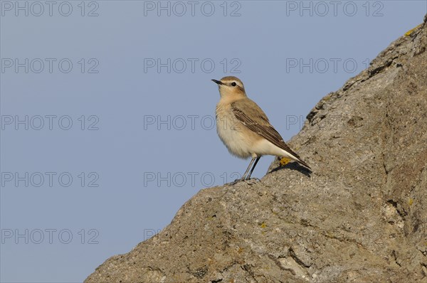 Northern Wheatear