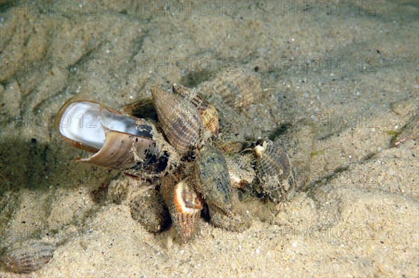 Netted Dog Whelk