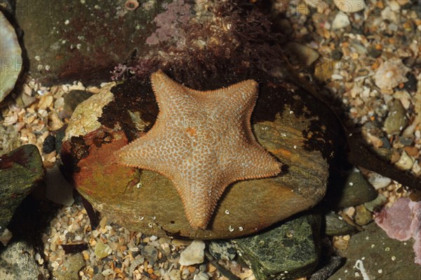 Starlet cushion star