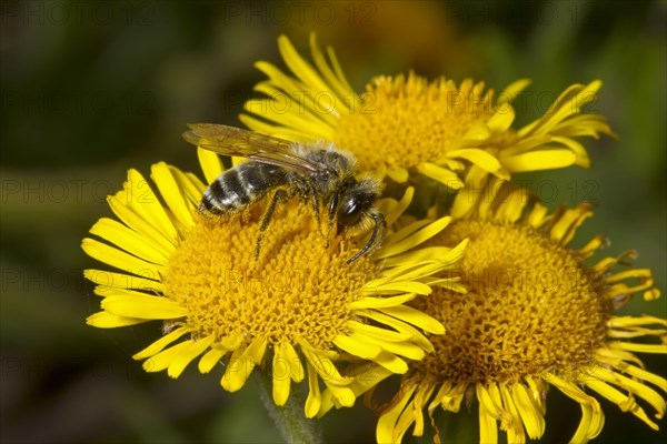 Common Ground Bee