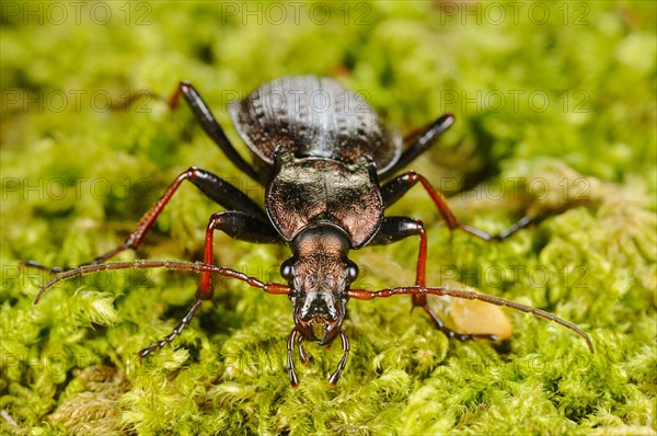 Ground Beetle