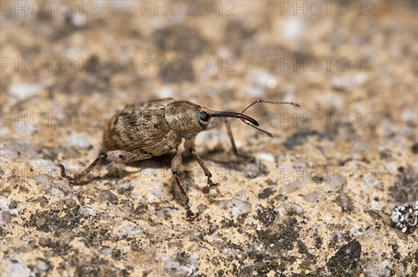 Acorn Weevil