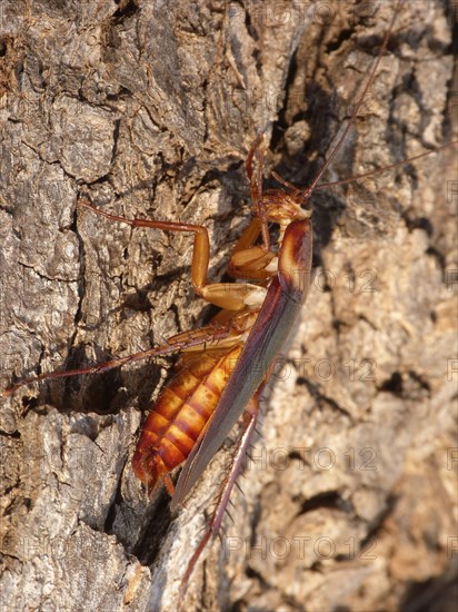 Australian cockroach