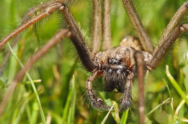 Giant House Spider