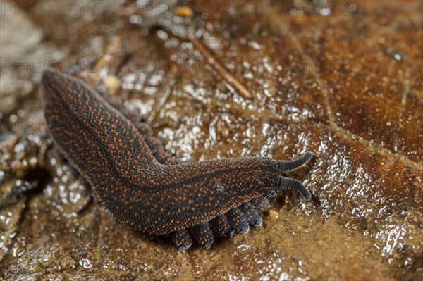 New Zealand velvet worm