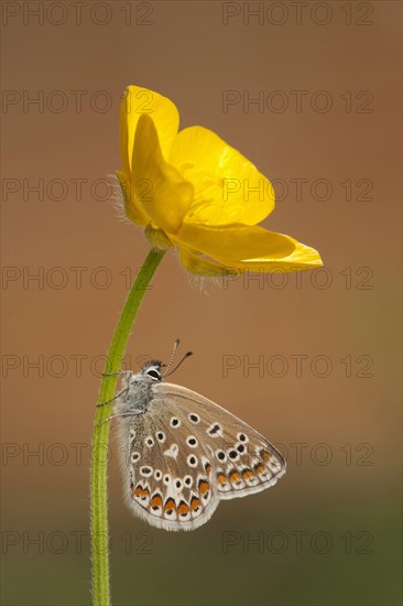 Common Blue