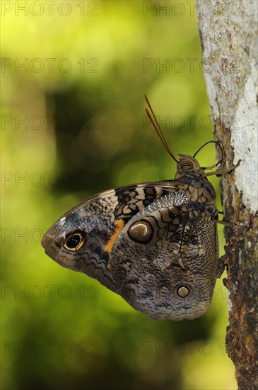 Brush-footed butterfly