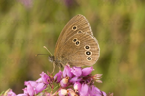 Ringlet