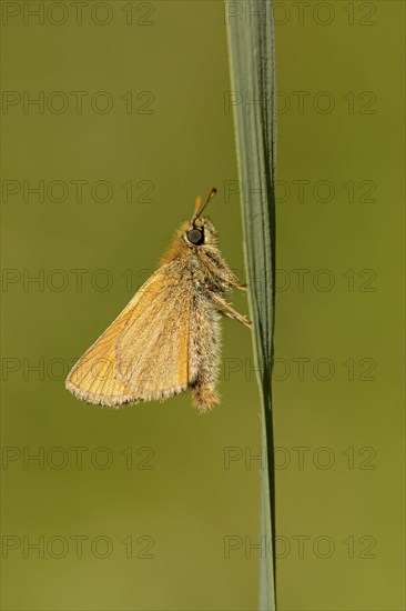 Small skipper