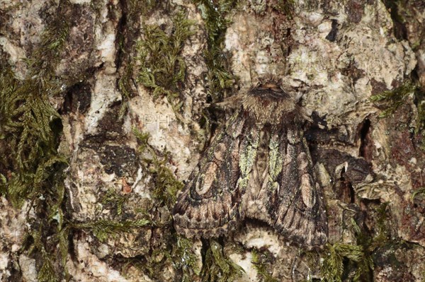 Green-brindled crescent