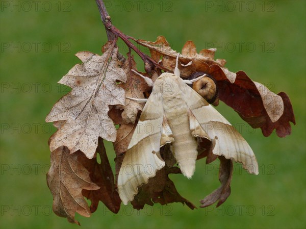 Oak hawk-moth