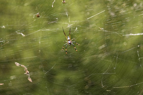 Silk spider