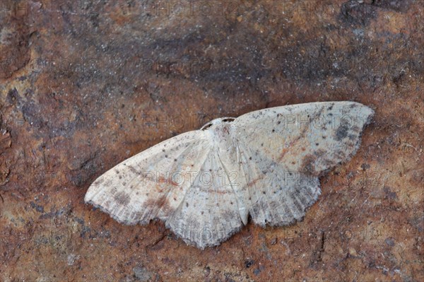 Dotted Oak Girdle Moth