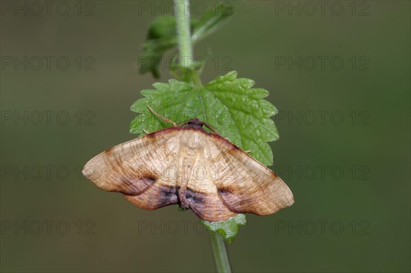 Burnt scorched wing