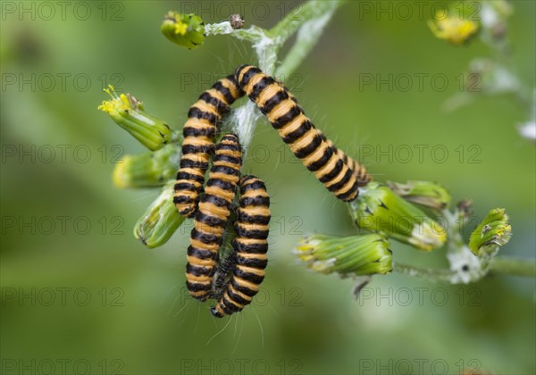 Cinnabar moth