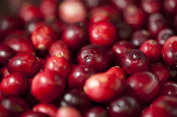 Common Cranberry