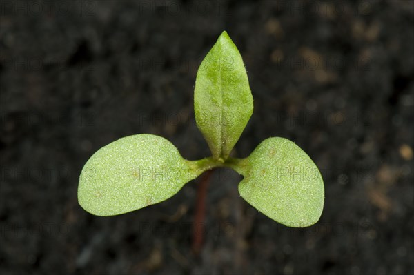 Polygonum vulgaris