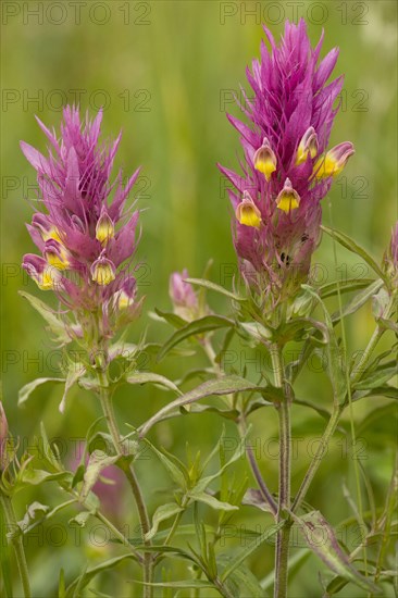 Field field cow-wheat