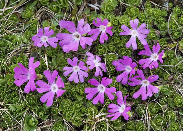 Flower of the smallest least primrose