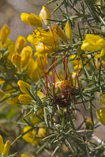 Common Dodder