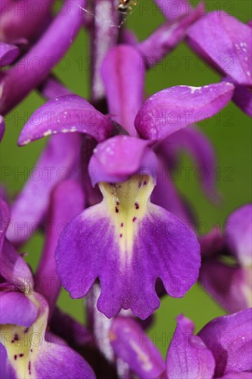 Early Purple Orchid