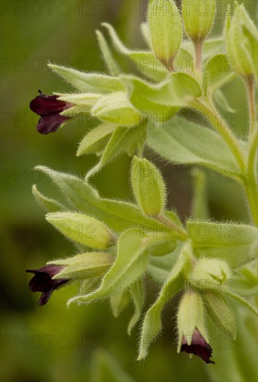 Nonea erecta