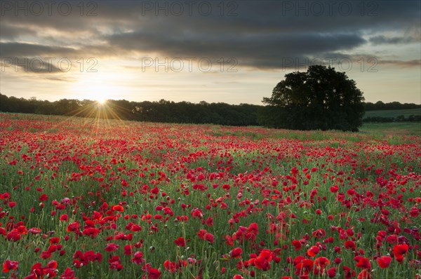 Flower mass of poppy flowers