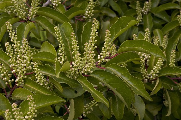 Portuguese Laurel