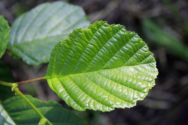 Common black alder