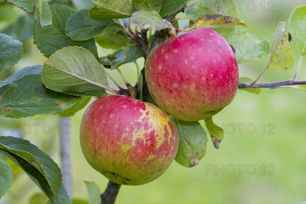 Cultivated apple tree