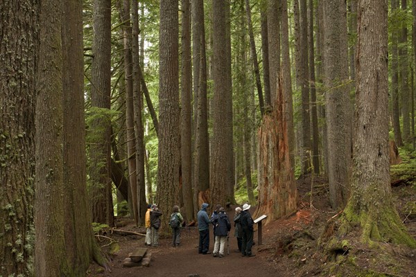 Western western hemlock-spruce