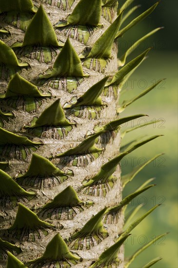 Monkey puzzle tree