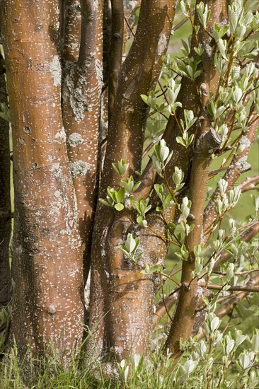 Whitebeam