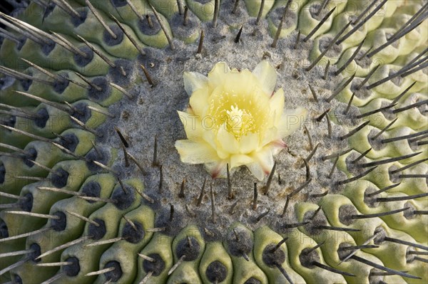 Copiapoa echinoides