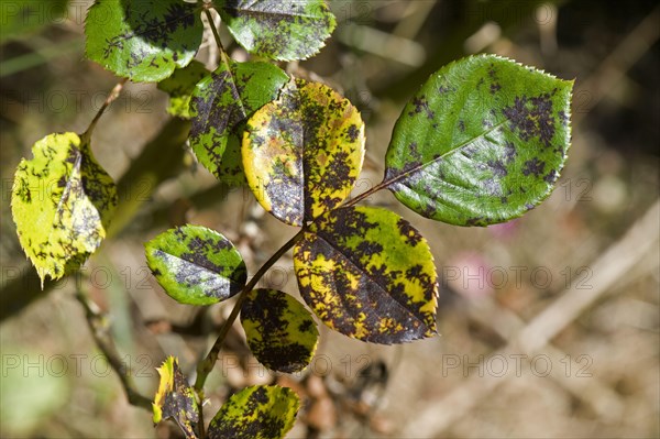 Black spot disease