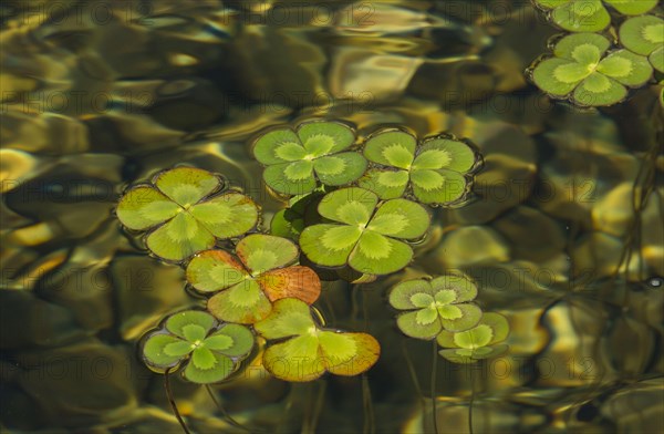 European Waterclover