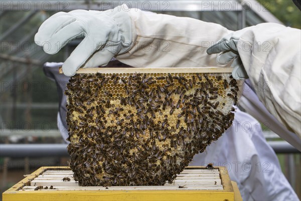 Beekeeper in protective clothing inspecting a frame with honeycombs of honey bees